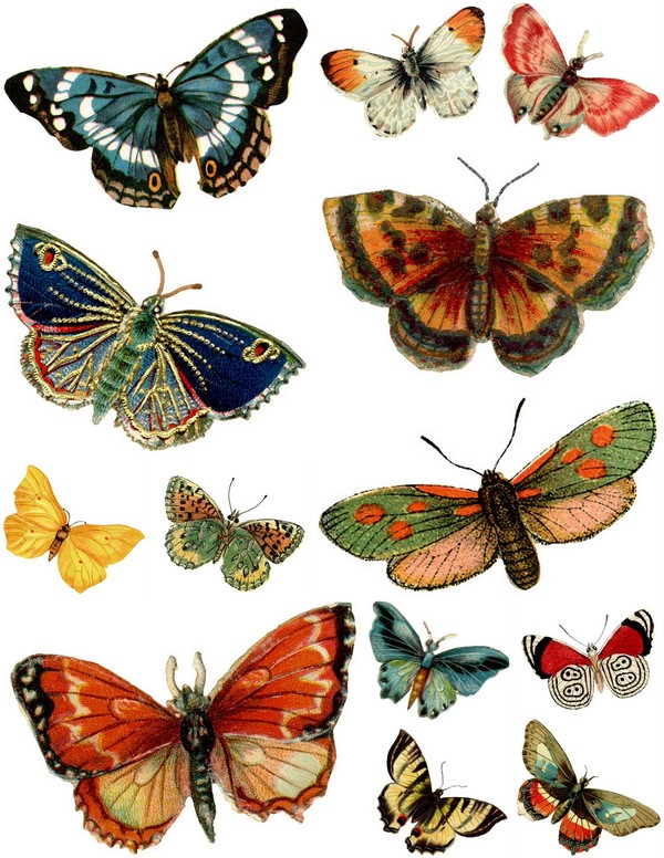 Images anciennes papillons