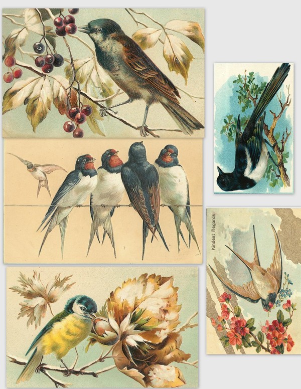 Images anciennes oiseaux