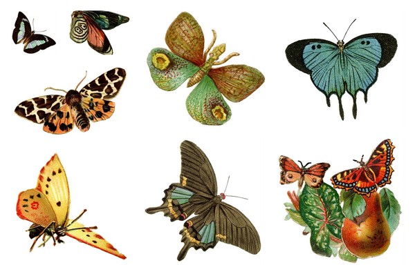 Papillons, images anciennes
